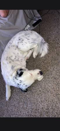 Lost dog