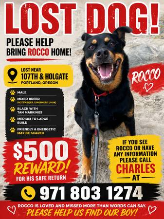 Lost dog