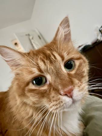 Lost cat