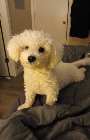 Lost dog