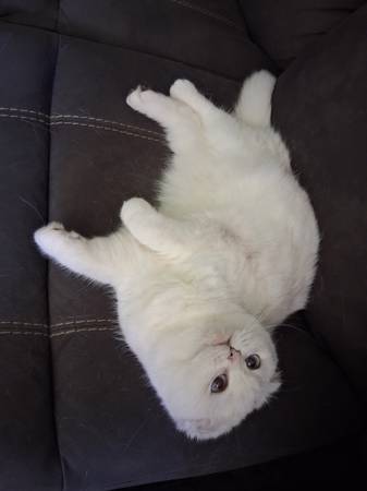 Lost cat