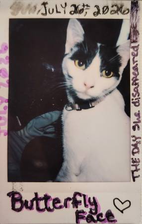 Lost cat