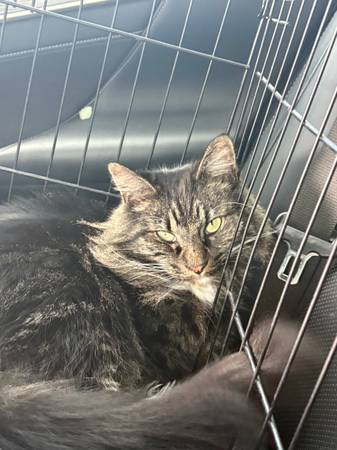Lost cat