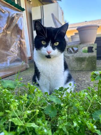 Lost cat