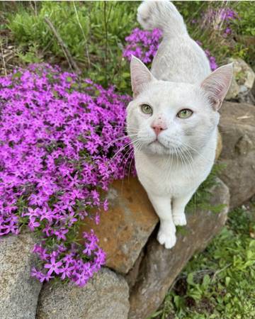 Lost cat