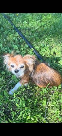 Lost Dog in Portland