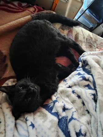 Lost cat