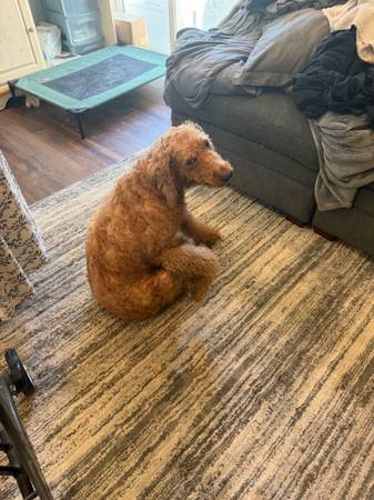 Lost dog