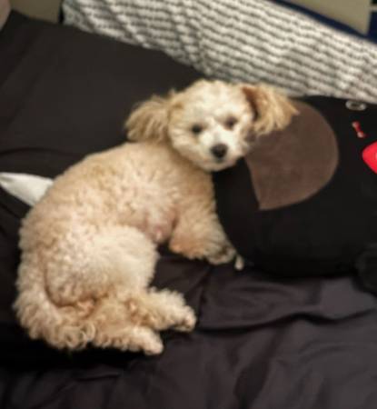 Lost dog