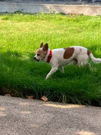 Found Dog in Clackamas