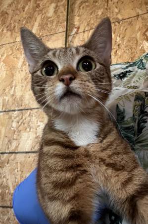 Found cat