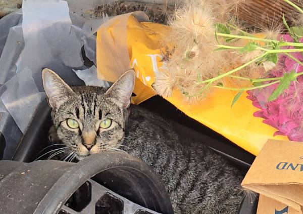 Found cat