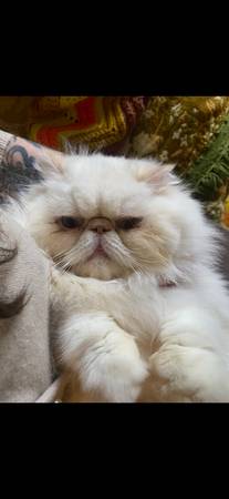 Lost cat
