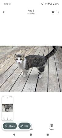 Found Cat in Beaverton