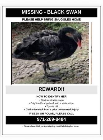 Lost Bird in Portland