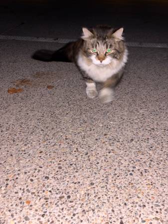 Found Cat in Lake Oswego