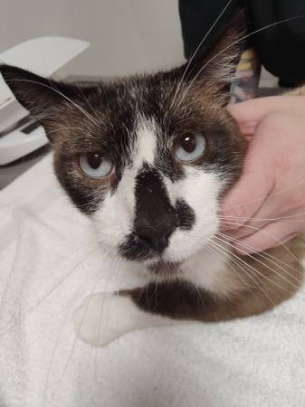 Lost Cat in The Binford