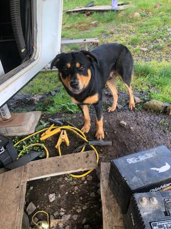 Lost Dog in Yacolt