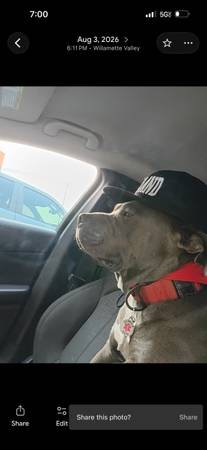 Lost dog