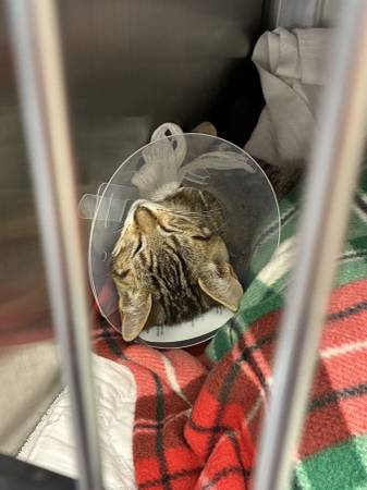 Found Cat in Molalla