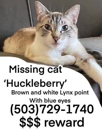 Lost cat
