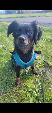 Lost dog