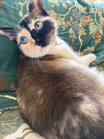 Lost Cat in Fairview