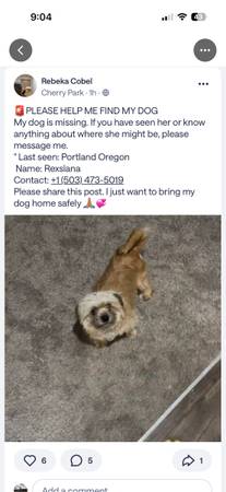 Lost dog