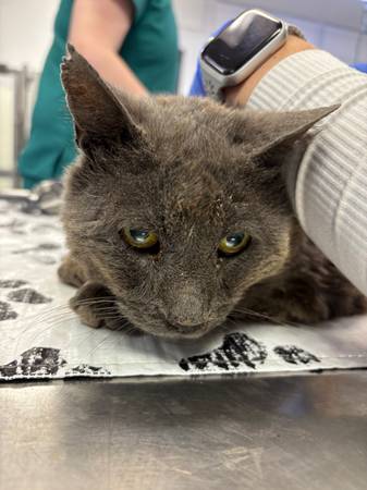 Found cat