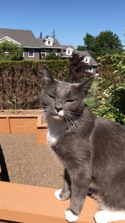 Lost cat