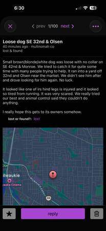 Lost dog