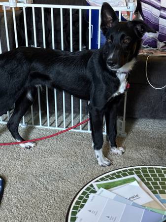 Lost dog