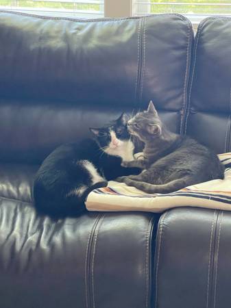 Lost cat