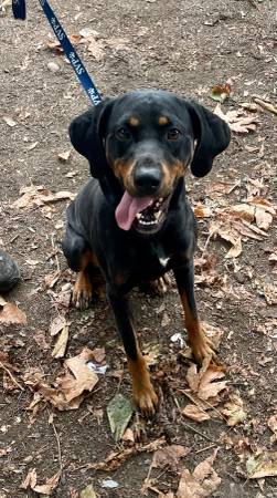 Found dog