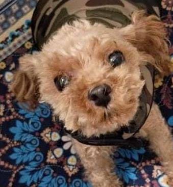 Lost dog