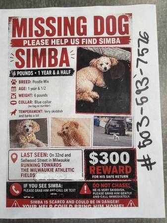 Lost dog