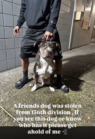 Lost dog