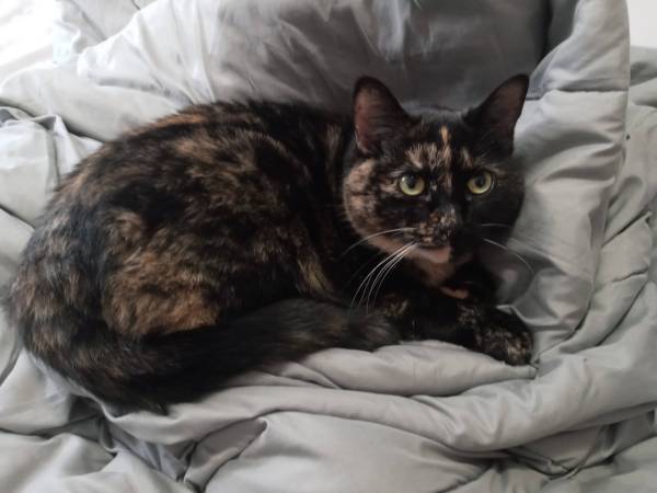 Lost cat