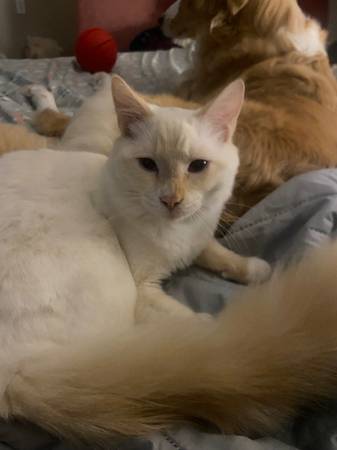 Lost Cat in Kelso