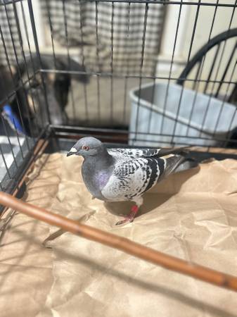 Found bird