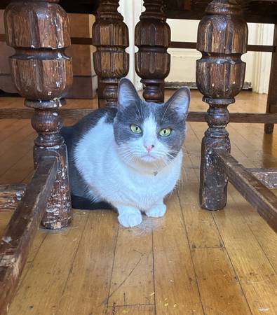 Lost cat