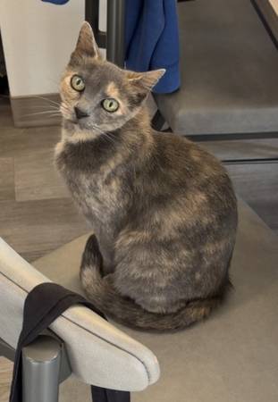 Lost cat