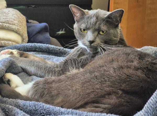 Lost Cat in Camas