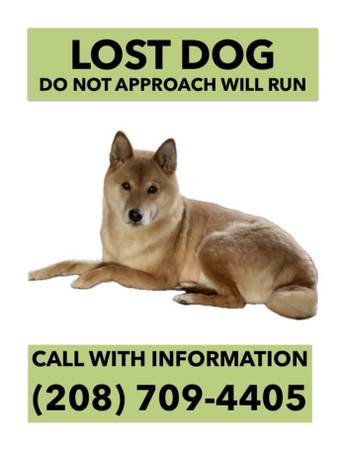 Lost dog