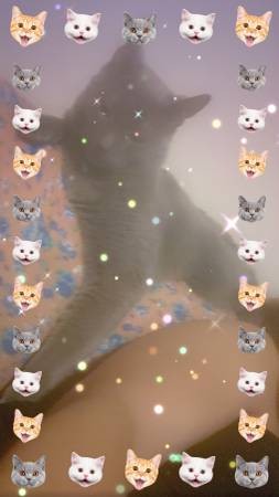 Lost cat