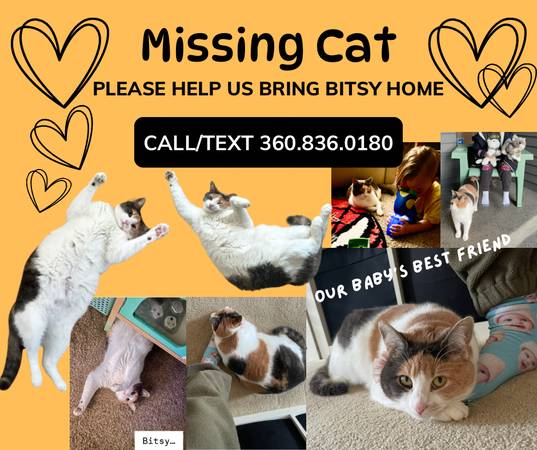 Lost Cat in Vancouver