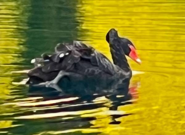 Lost Bird in Vancouver