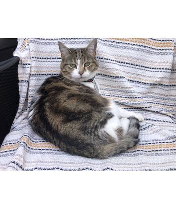 Lost cat