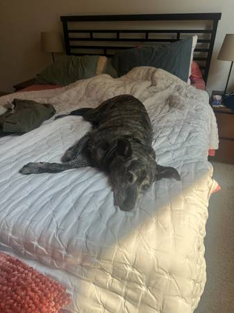Lost Dog in Bingen