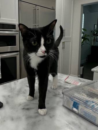 Lost Cat in Beaverton